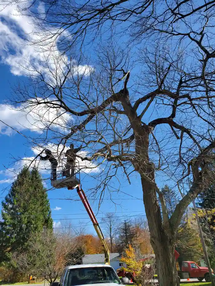 Tree Removal